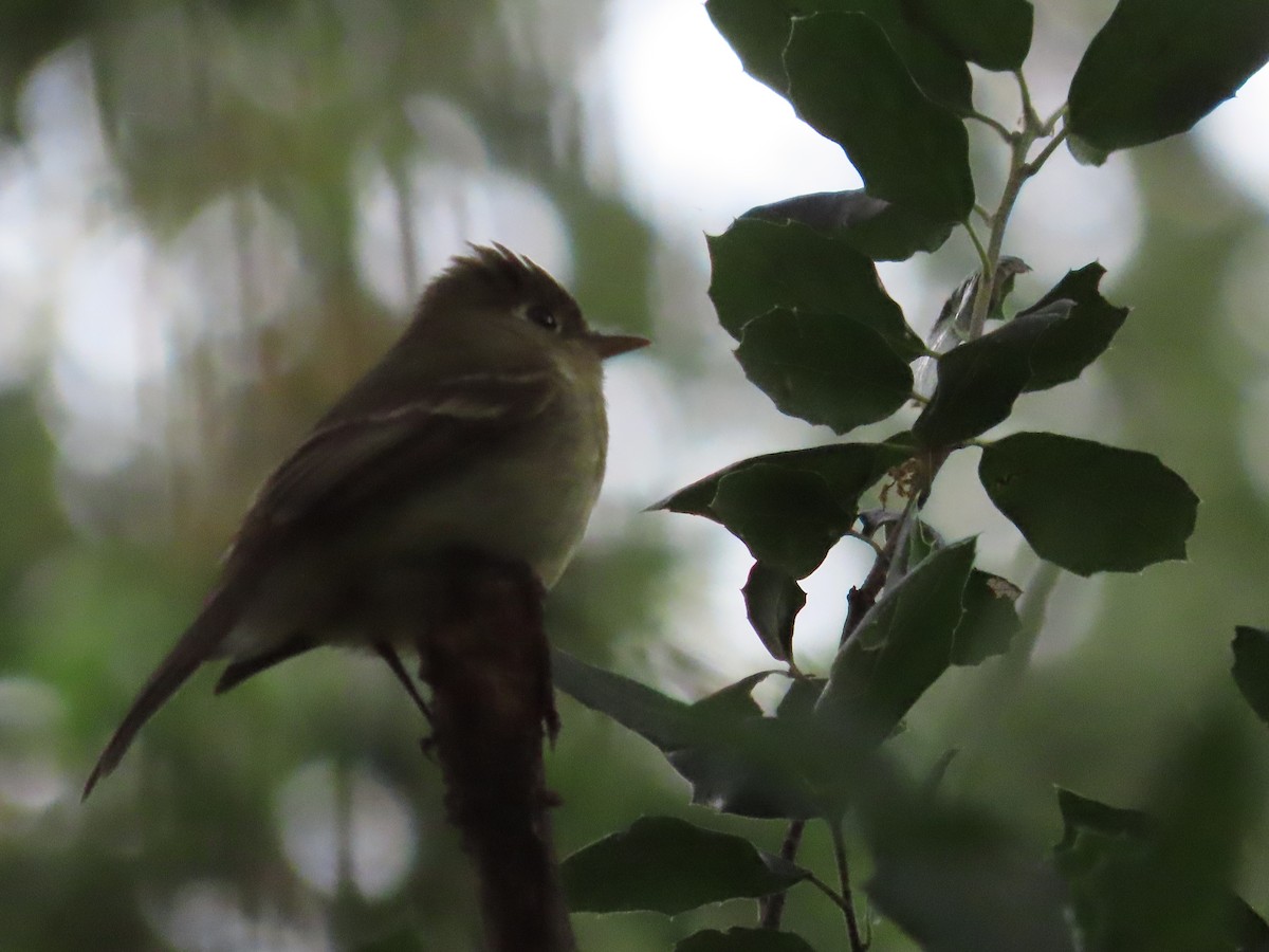 Western Flycatcher (Pacific-slope) - ML437250301