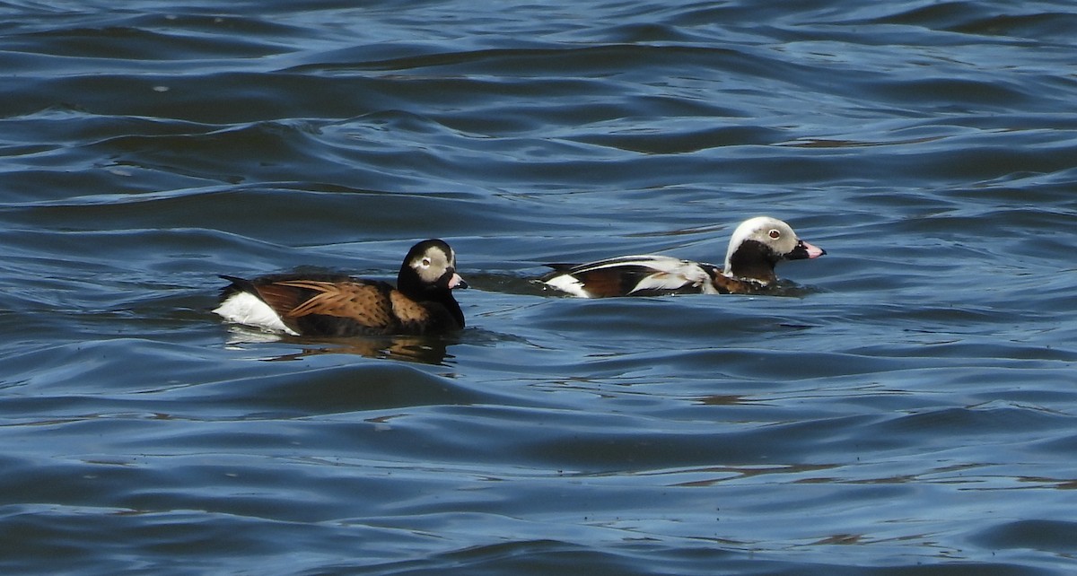 Long-tailed Duck - ML437250621