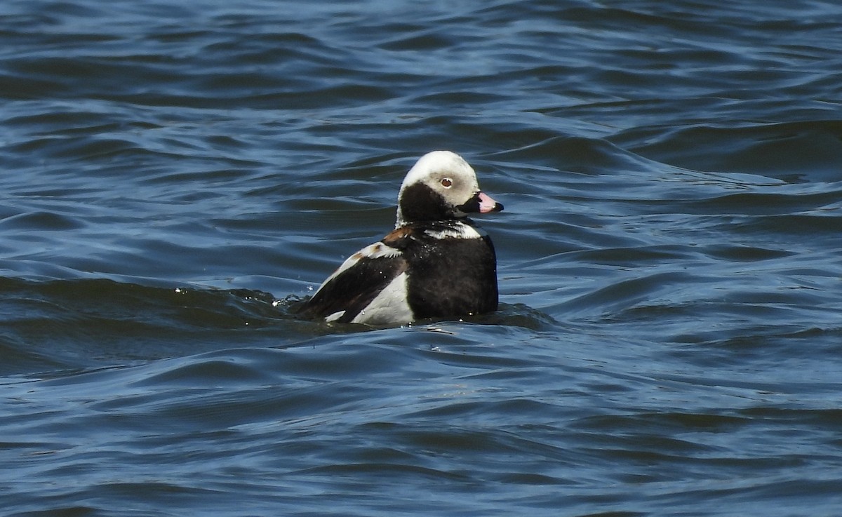 Long-tailed Duck - ML437250681