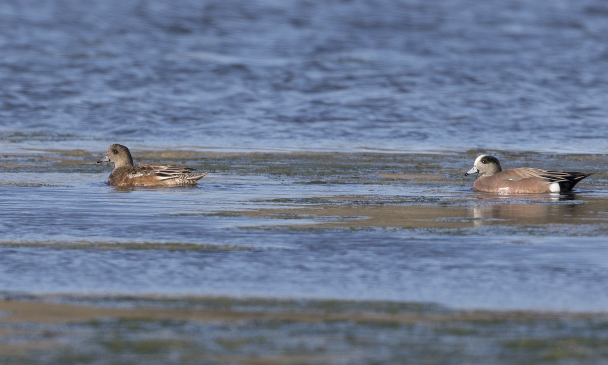 American Wigeon - ML43725081