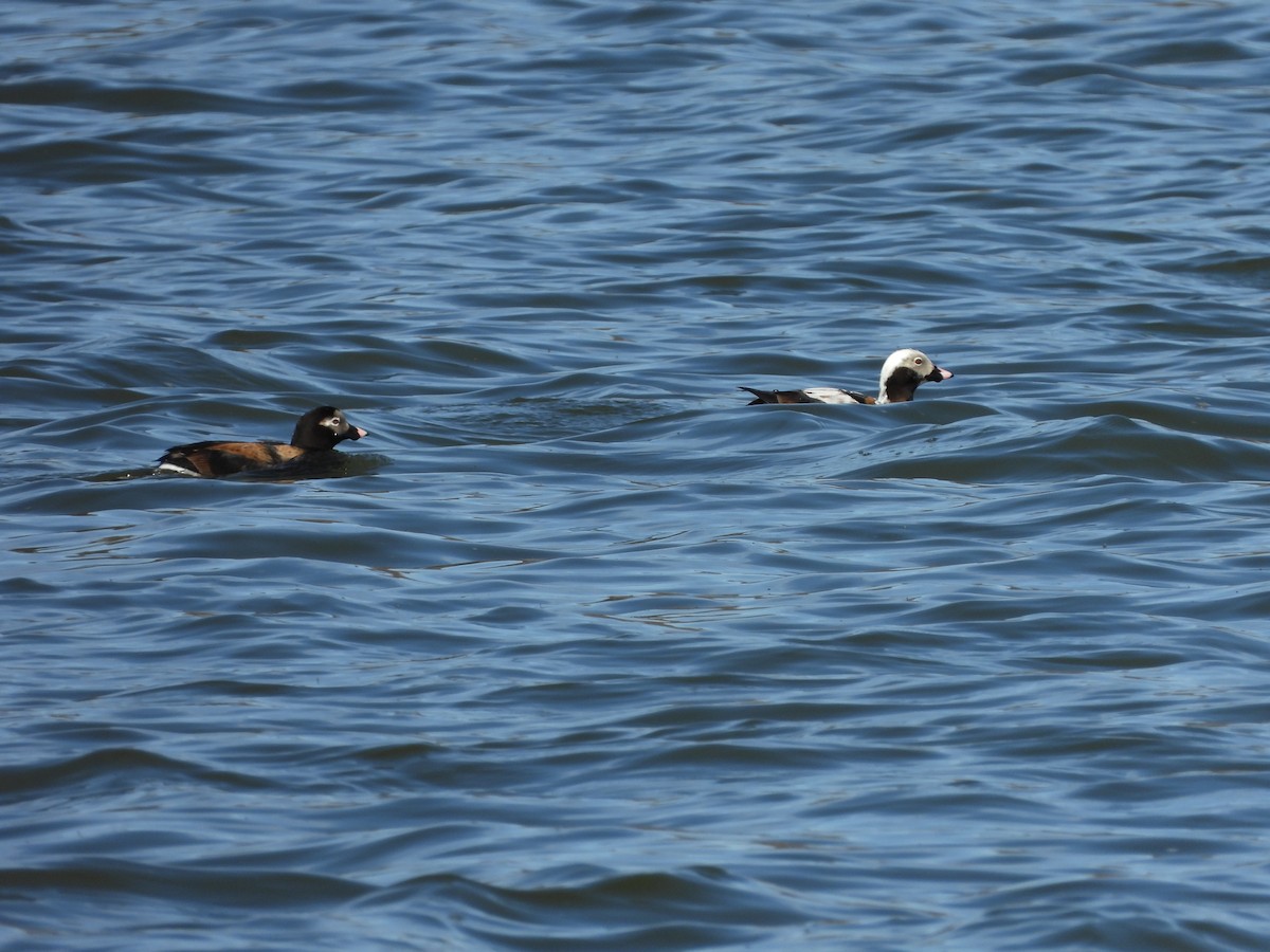 Long-tailed Duck - ML437250831
