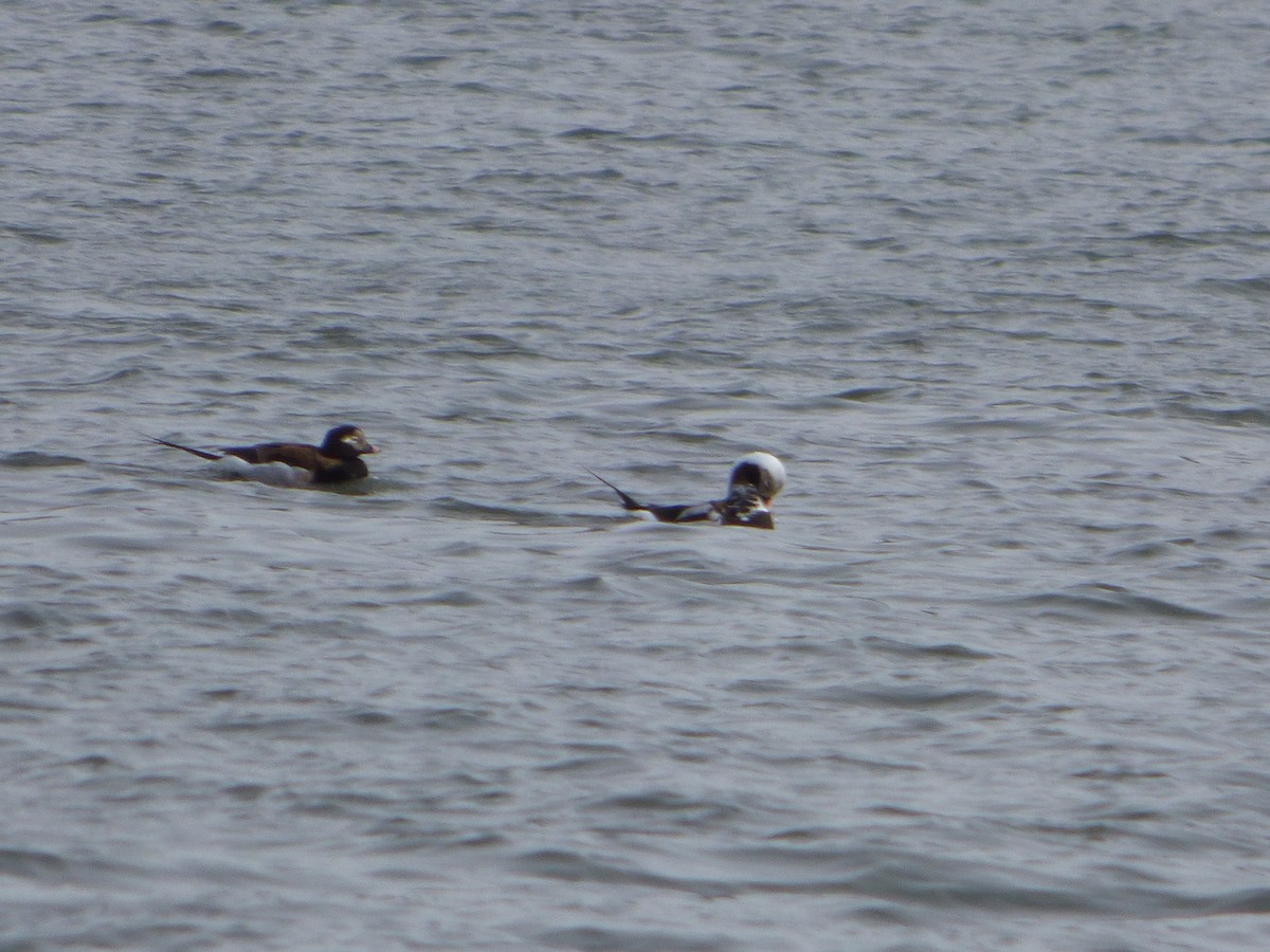 Long-tailed Duck - ML437251351