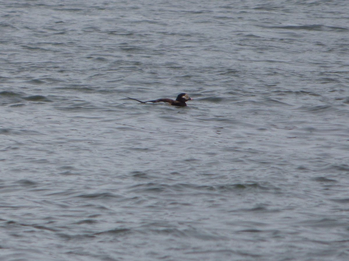 Long-tailed Duck - ML437251371