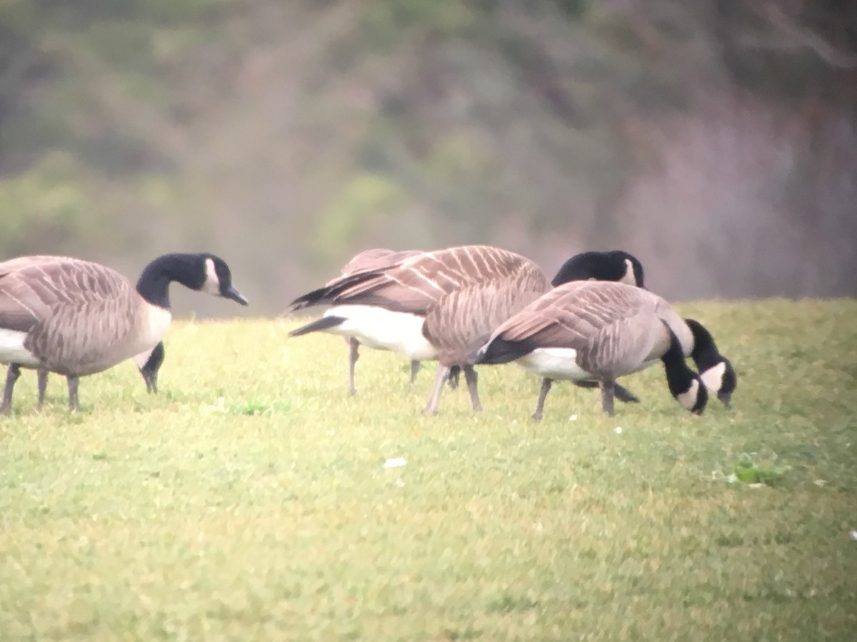 Cackling Goose - Derek Rogers