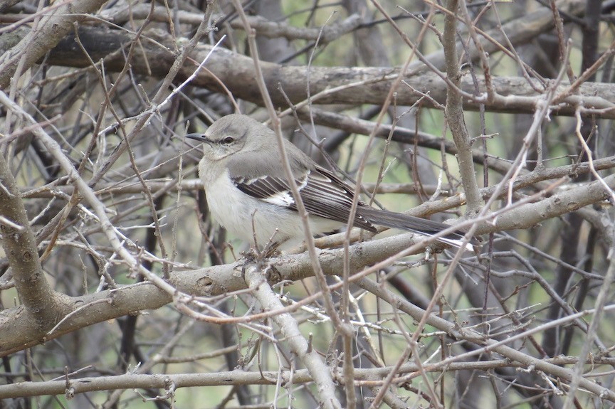 Northern Mockingbird - ML437252581