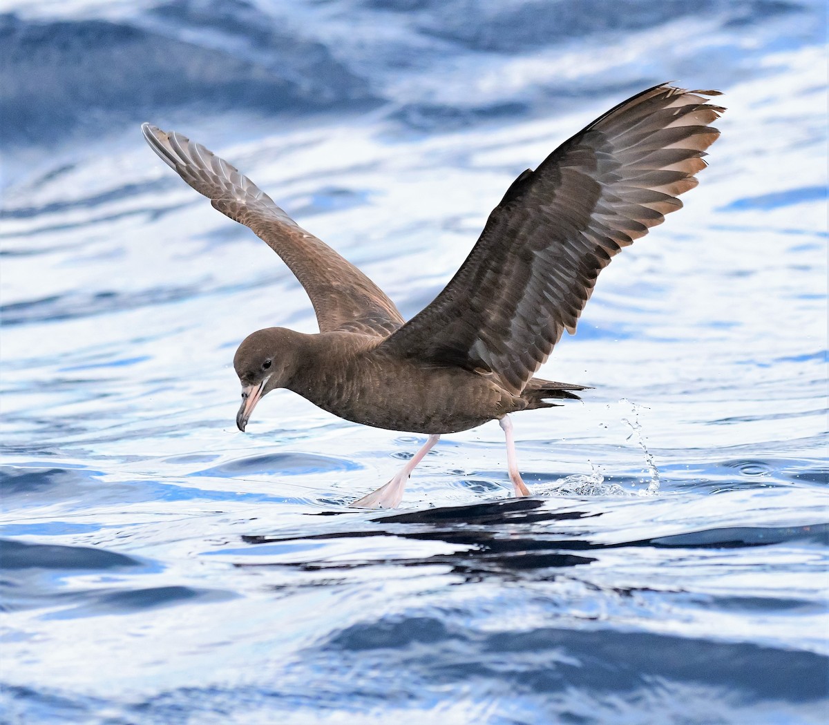 Flesh-footed Shearwater - ML437252691