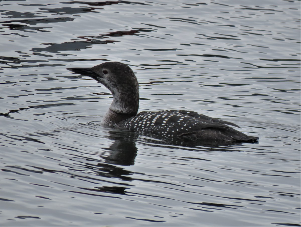 Common Loon - ML437252801