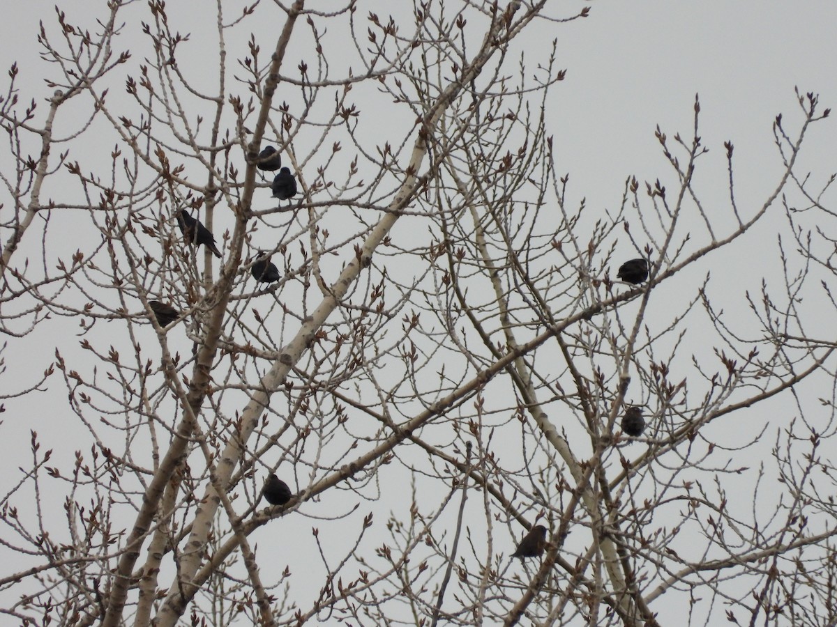 Rusty Blackbird - ML437252861