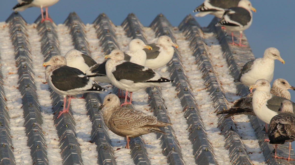 Glaucous x Slaty-backed Gull (hybrid) - ML43725311