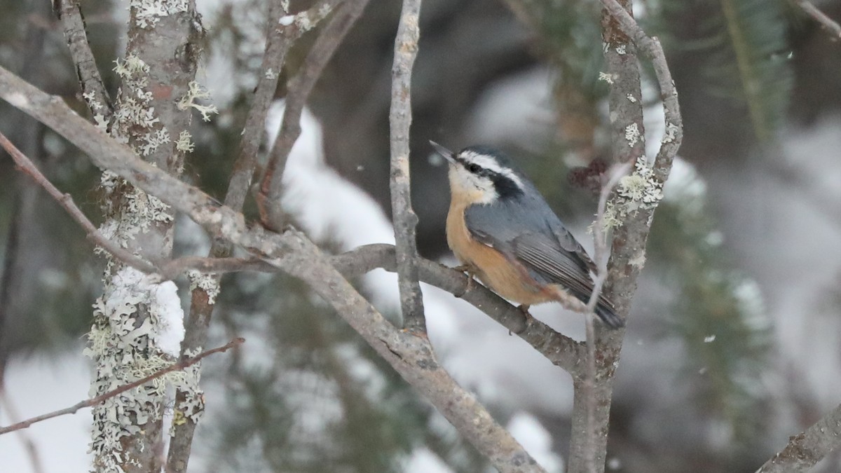 Red-breasted Nuthatch - ML43725421