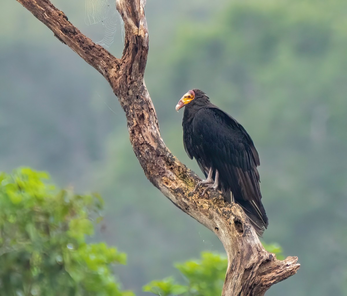 Greater Yellow-headed Vulture - ML437254811
