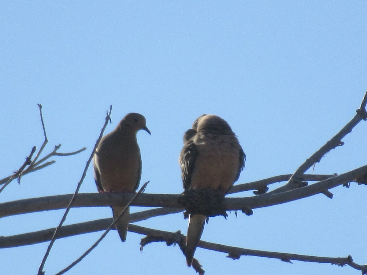 Mourning Dove - ML437254911