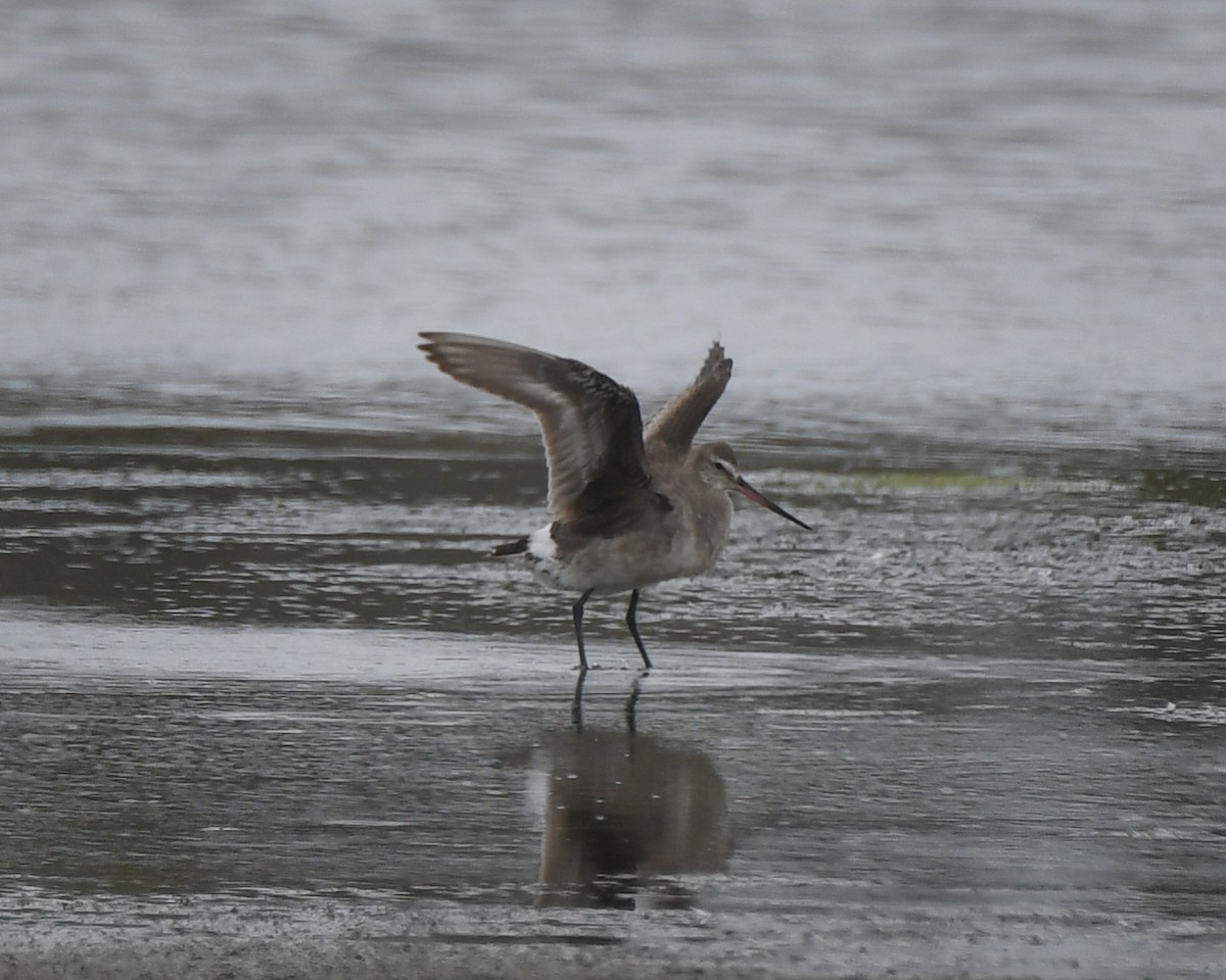 Hudsonian Godwit - ML437255121