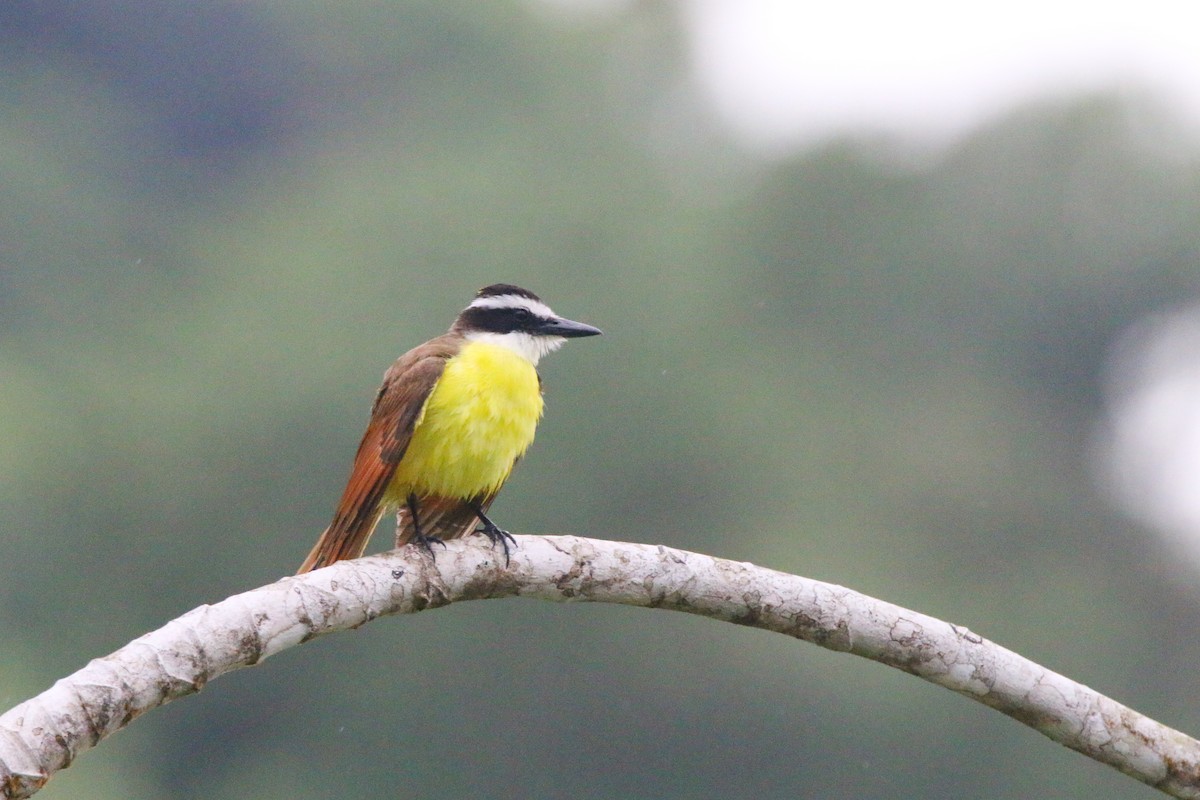 Great Kiskadee - ML437255331