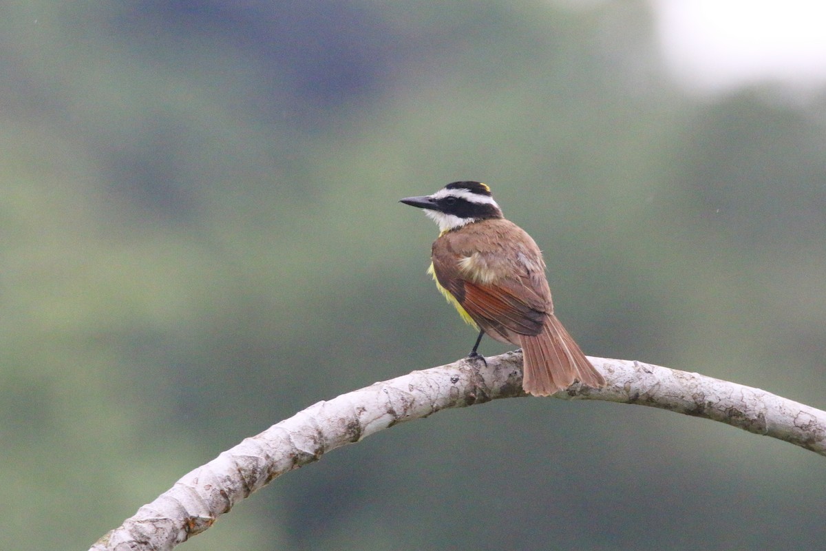 Great Kiskadee - ML437255431