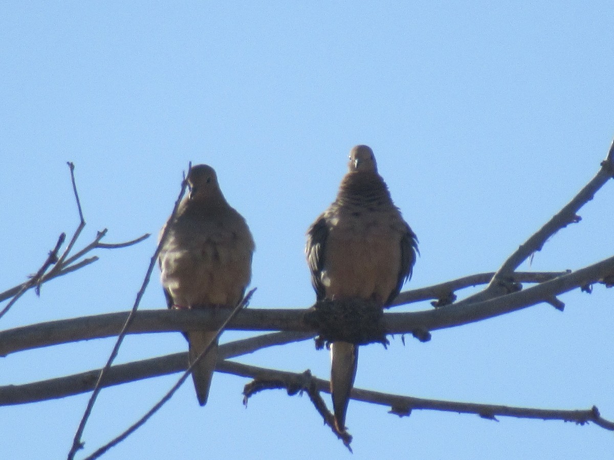 Mourning Dove - ML437255501