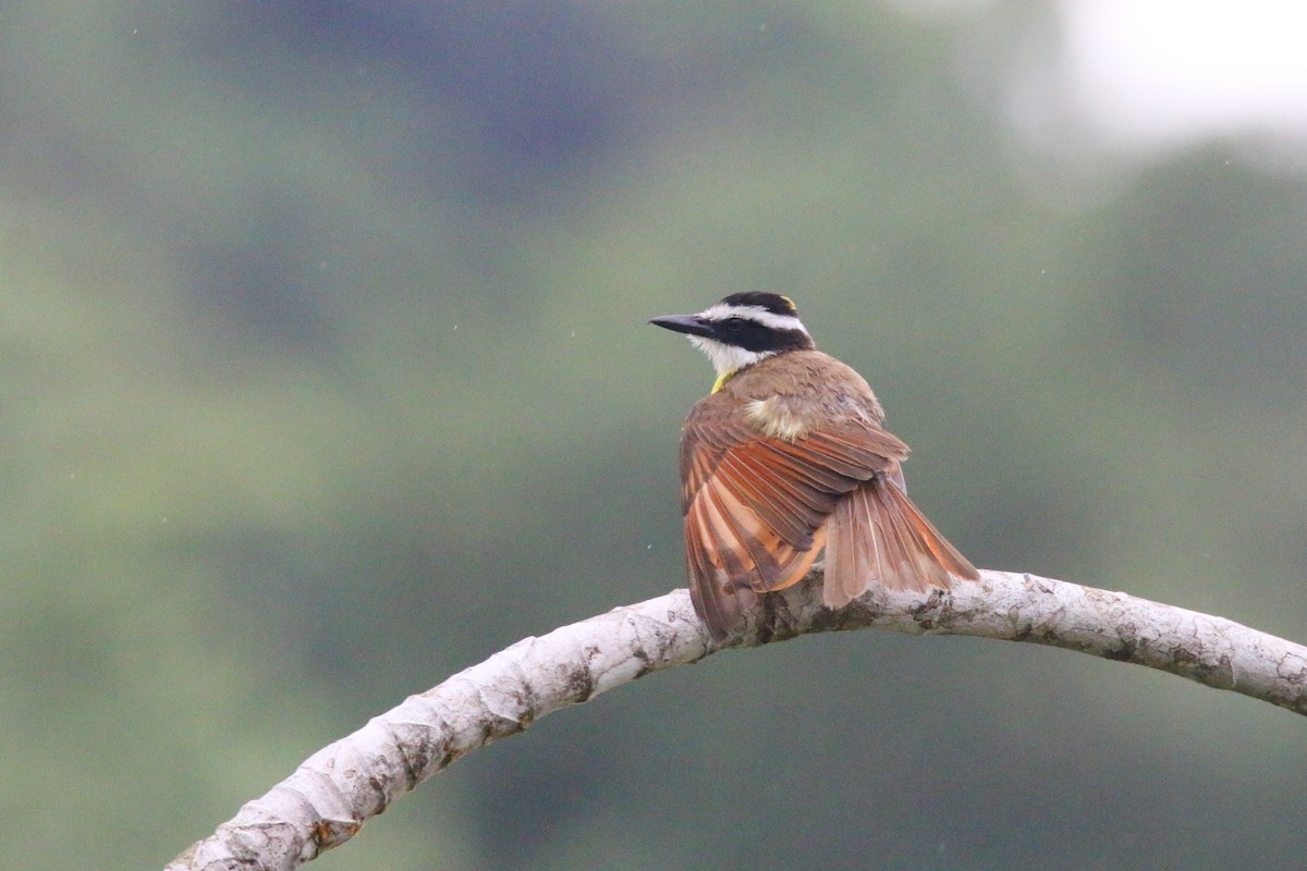 Great Kiskadee - ML437255511