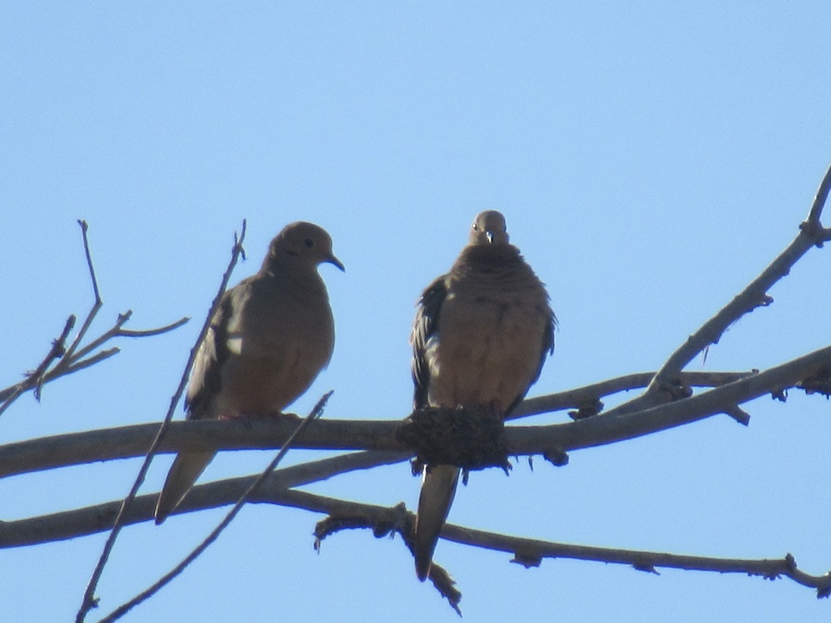 Mourning Dove - ML437255911