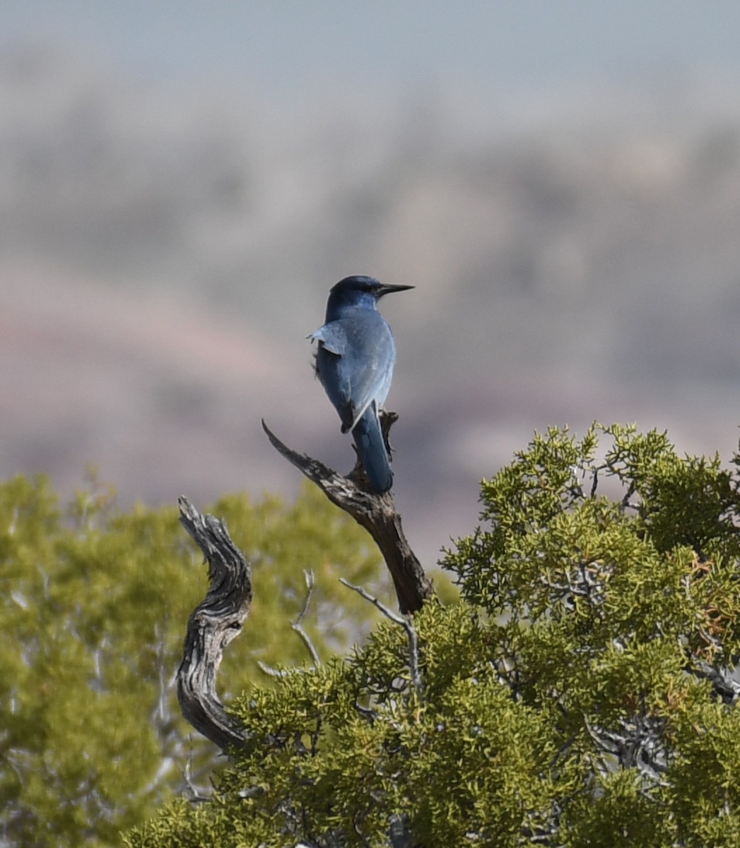 Pinyon Jay - ML437257211