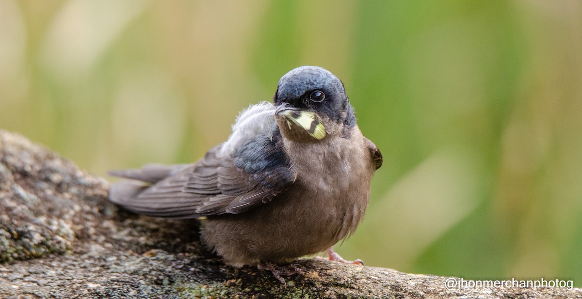 Brown-bellied Swallow - ML437260551