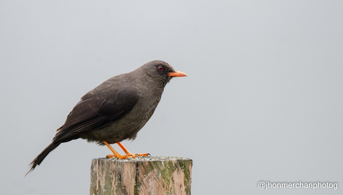 Great Thrush - ML437260861