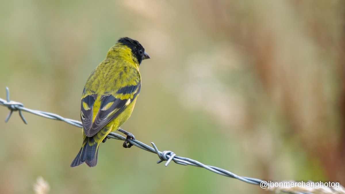 Hooded Siskin - ML437260891