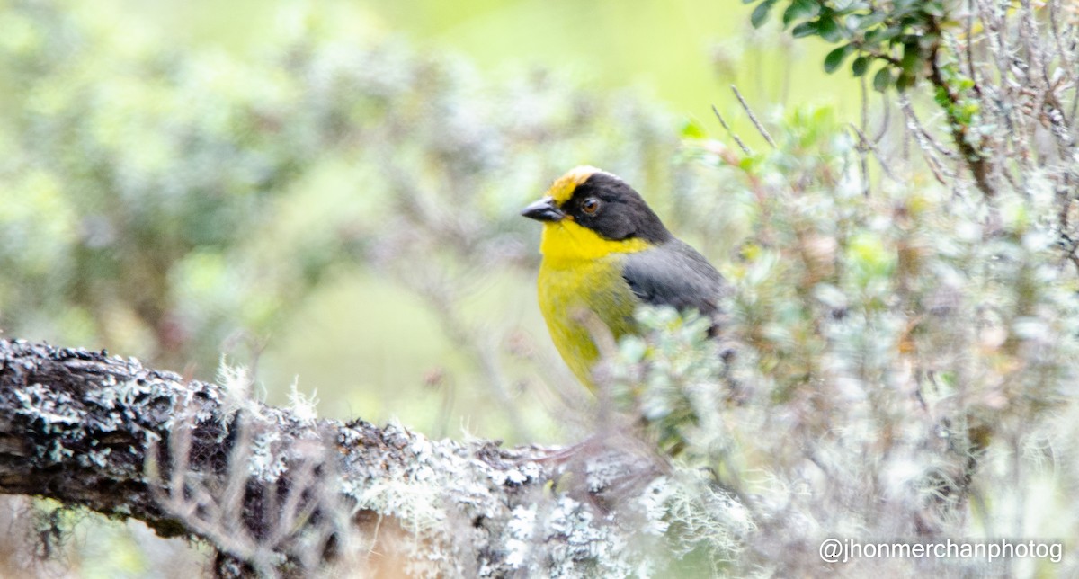 Pale-naped Brushfinch - ML437261001