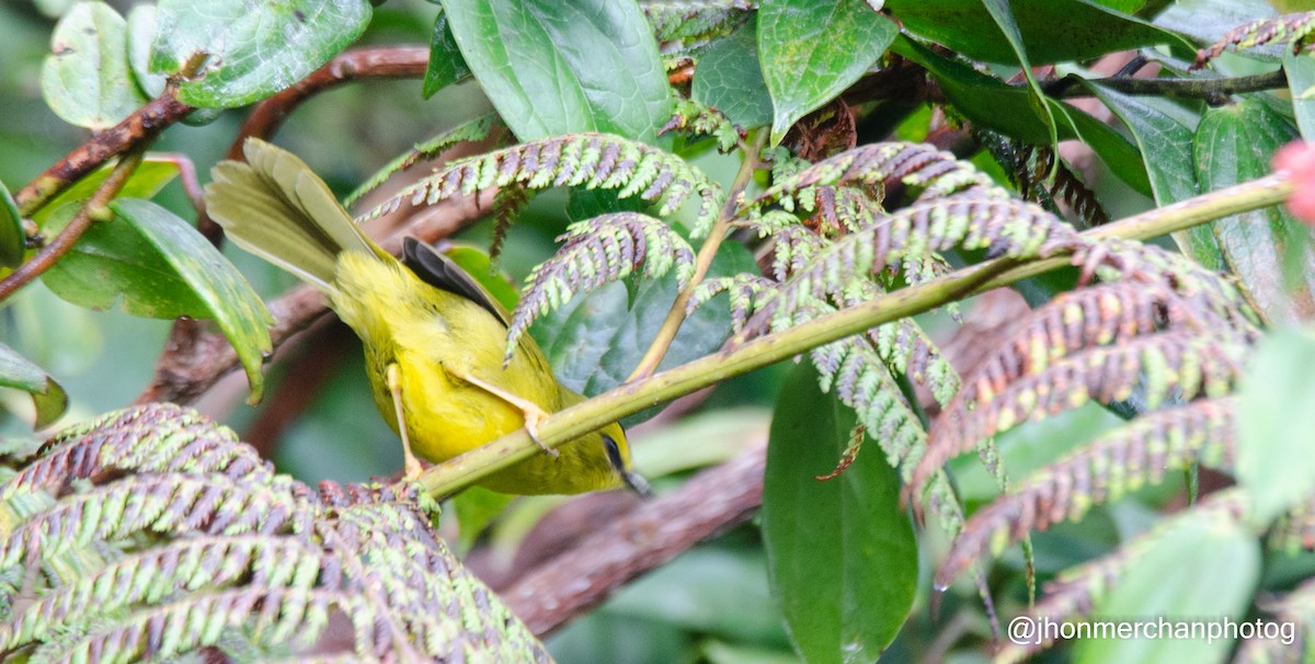 Black-crested Warbler - ML437261371