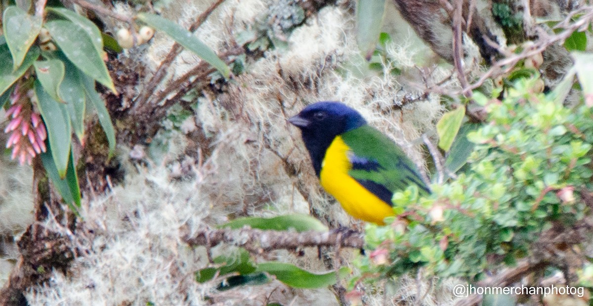 Black-chested Mountain Tanager - ML437261561
