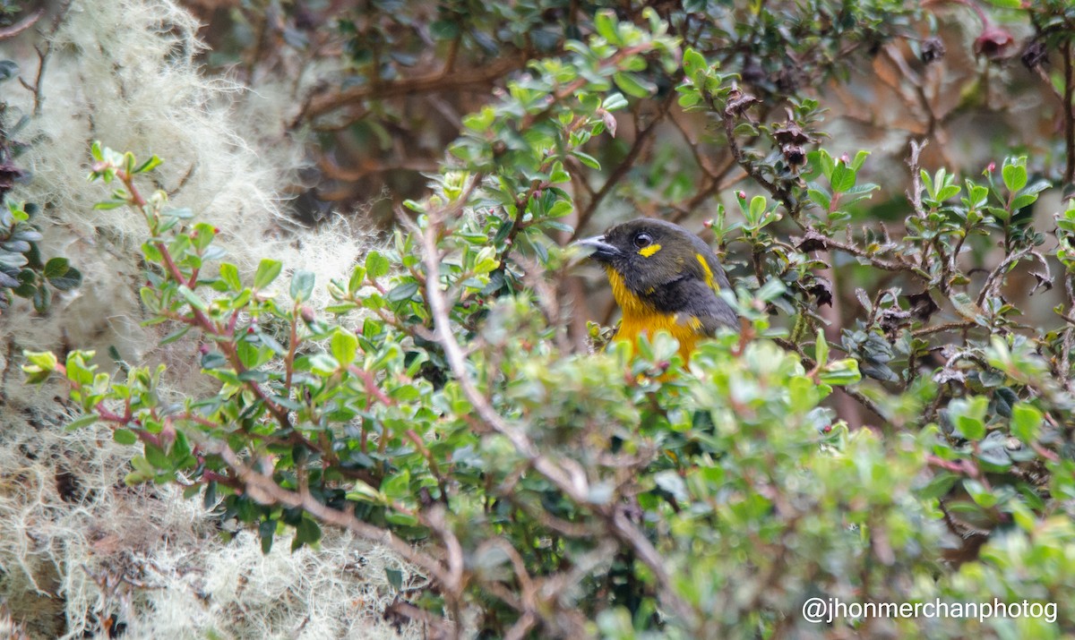 Lacrimose Mountain Tanager - ML437261841