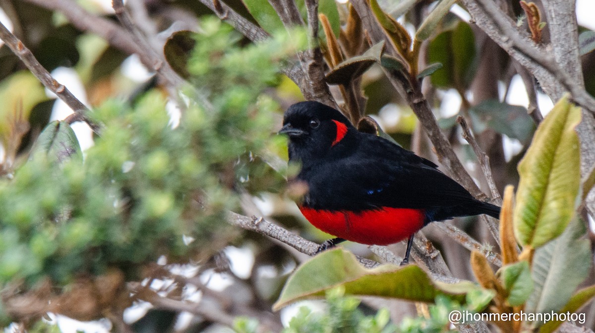 Scarlet-bellied Mountain Tanager - ML437262001