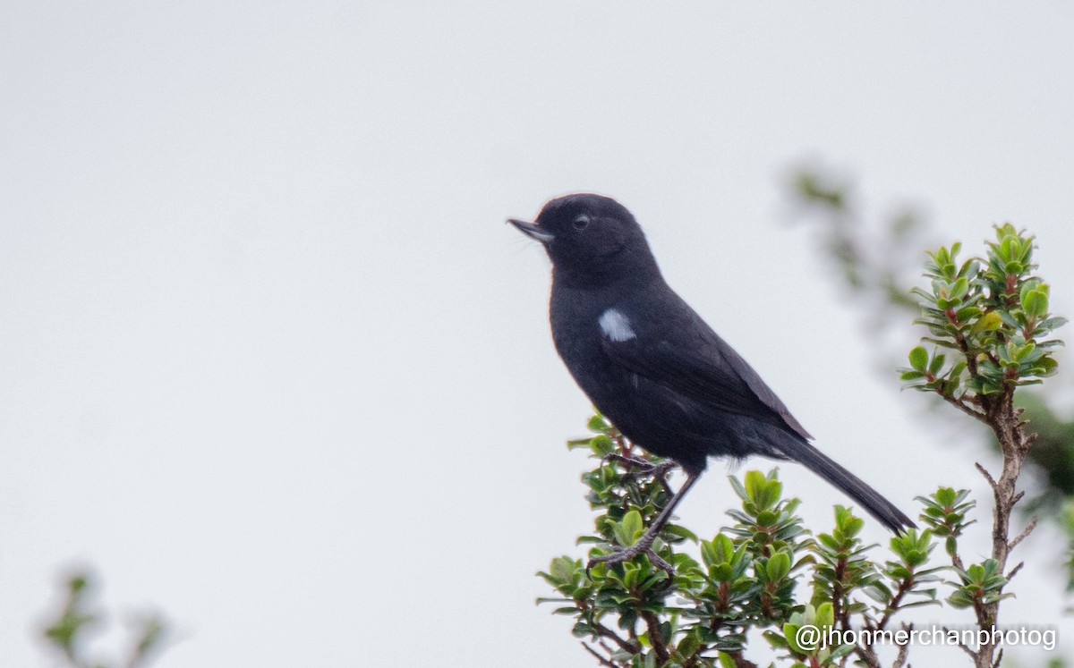 Glossy Flowerpiercer - ML437262331