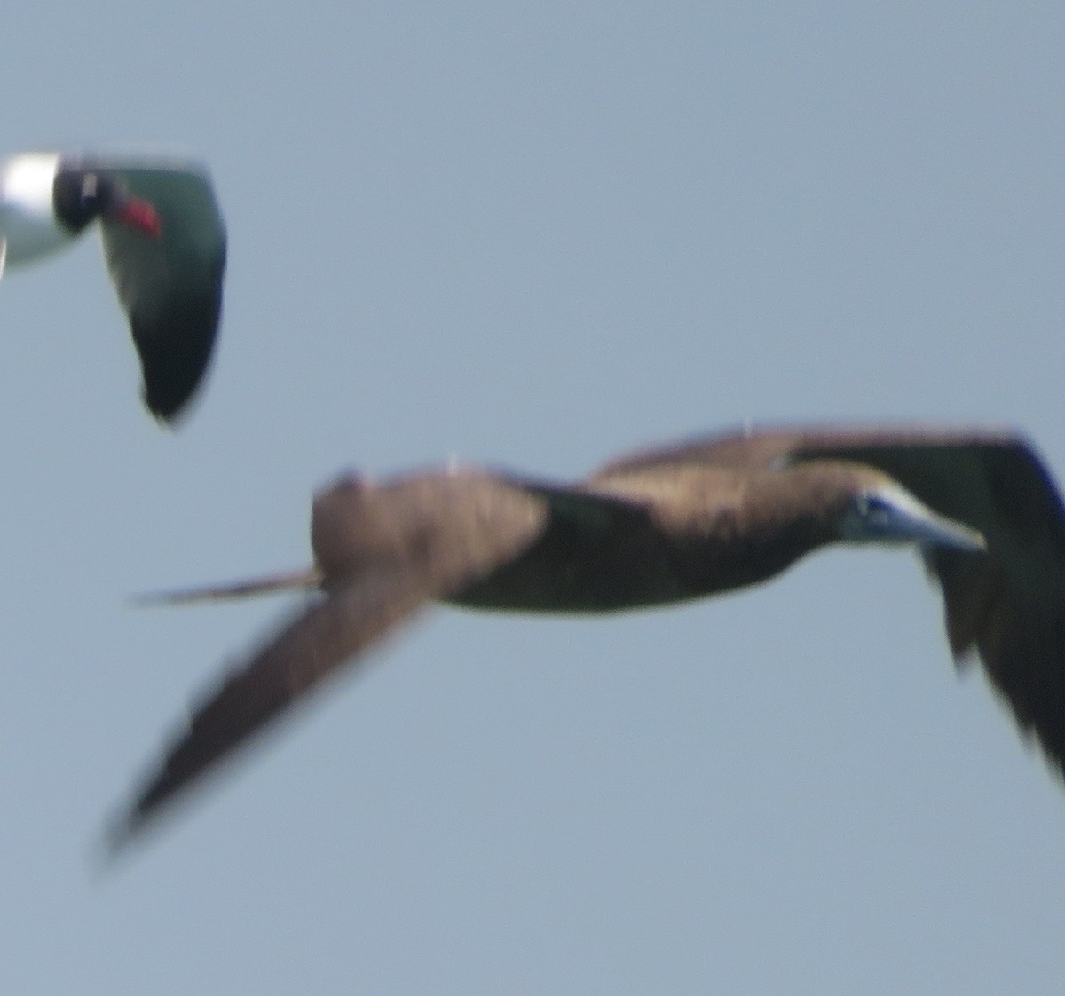 Brown Booby - amy silver