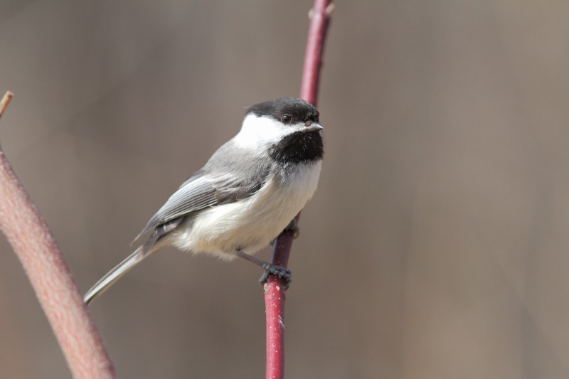 Black-capped Chickadee - ML437265291