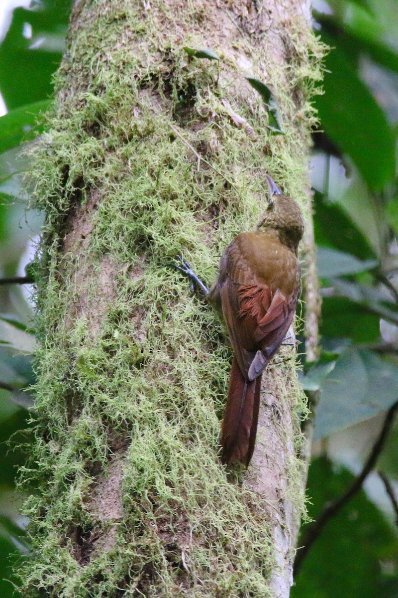 Spotted Woodcreeper - Devin Griffiths