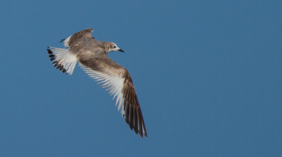 Sabine's Gull - ML43726651