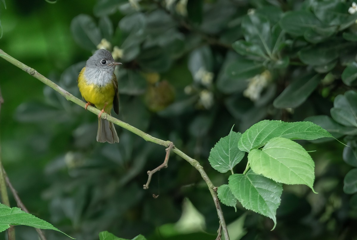 Gray-headed Canary-Flycatcher - ML437266931