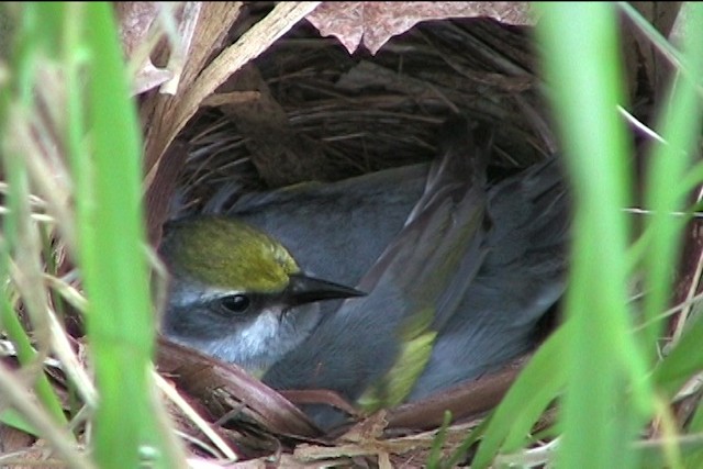 Golden-winged Warbler - ML437267