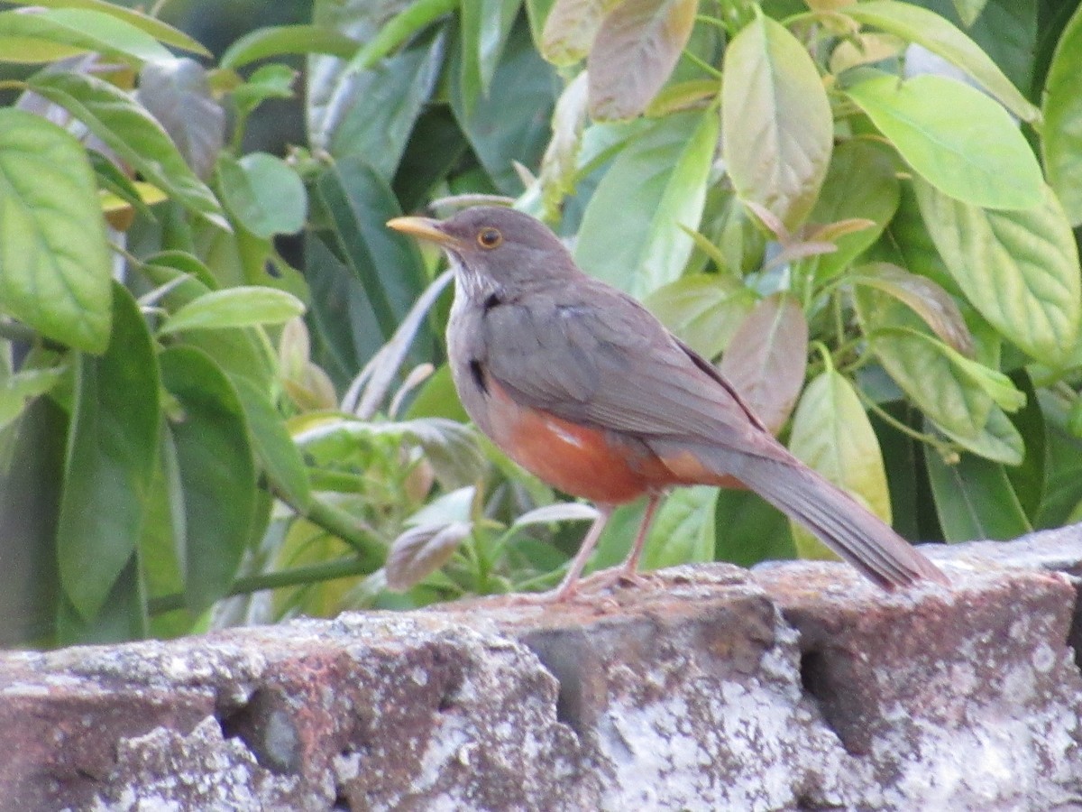 Rufous-bellied Thrush - ML437268071