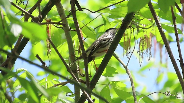 Blackpoll Warbler - ML437268971