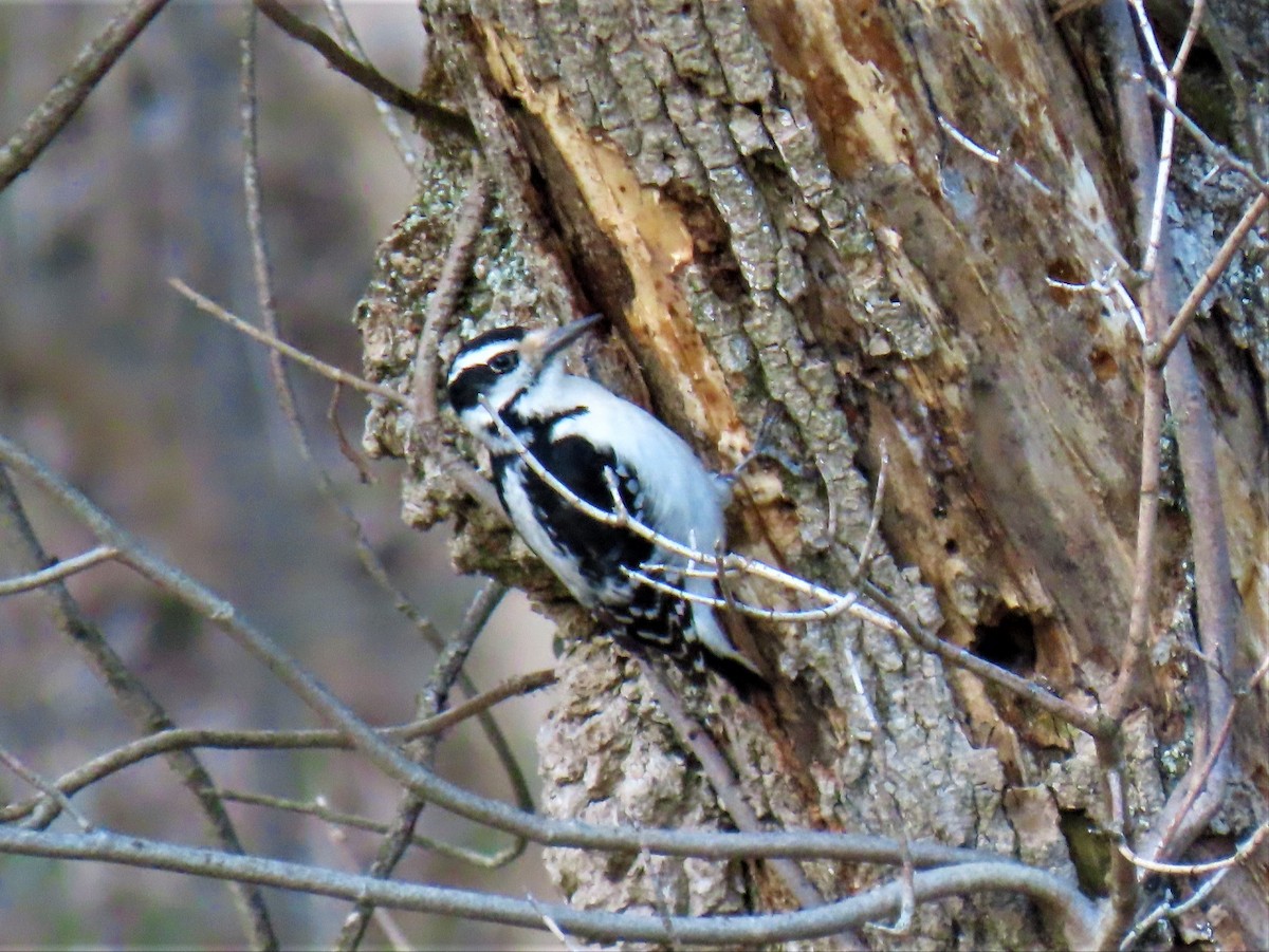 Hairy Woodpecker - Barb lindenmuth