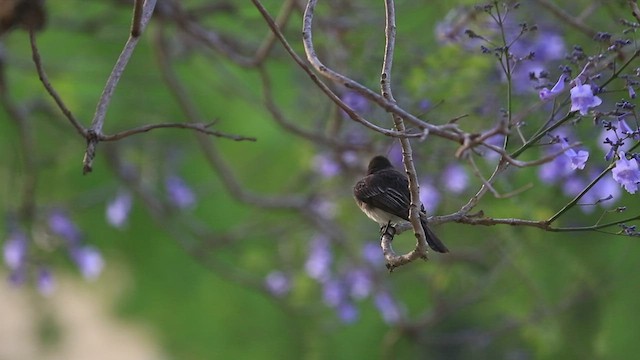 Black Phoebe - ML437271321