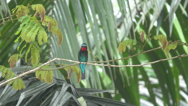 Black Bee-eater - ML437272051