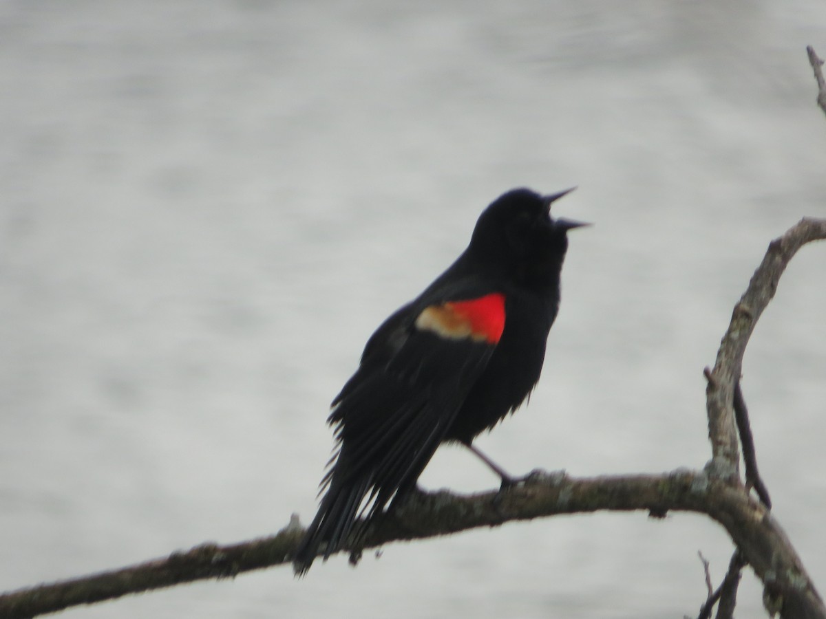 Red-winged Blackbird - ML437272321