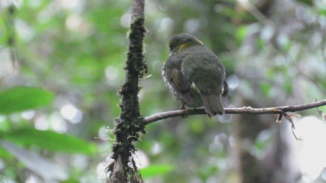 Cotinga cordon-rouge - ML437272651
