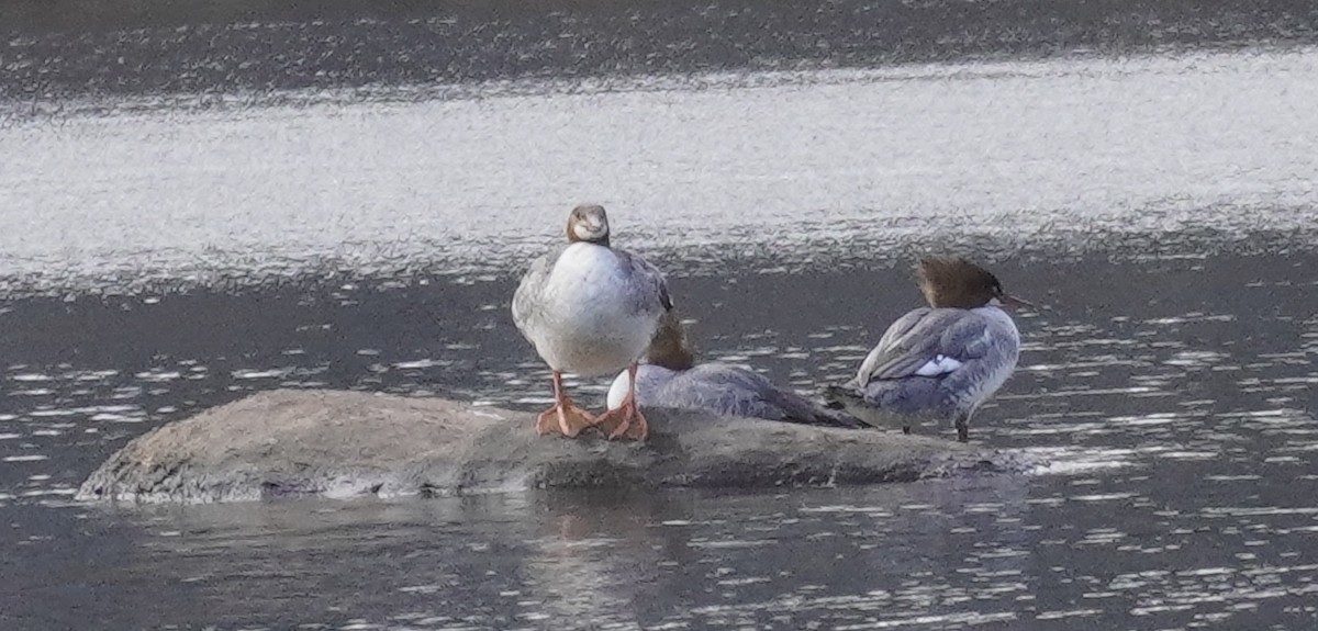 Common Merganser - ML437272711