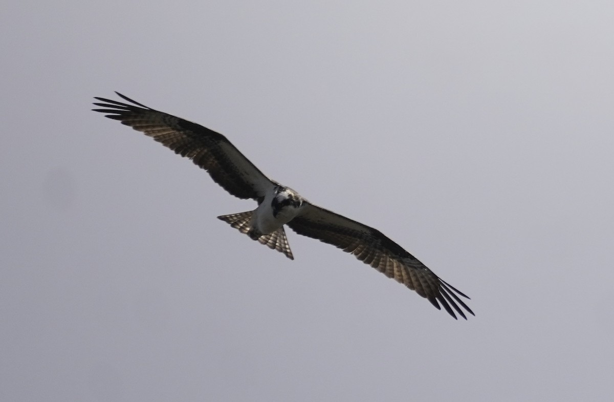 Águila Pescadora - ML437272901