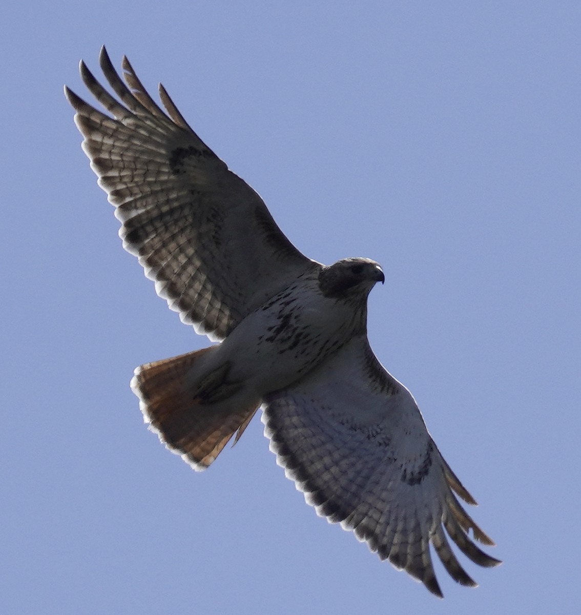 Red-tailed Hawk - ML437272921