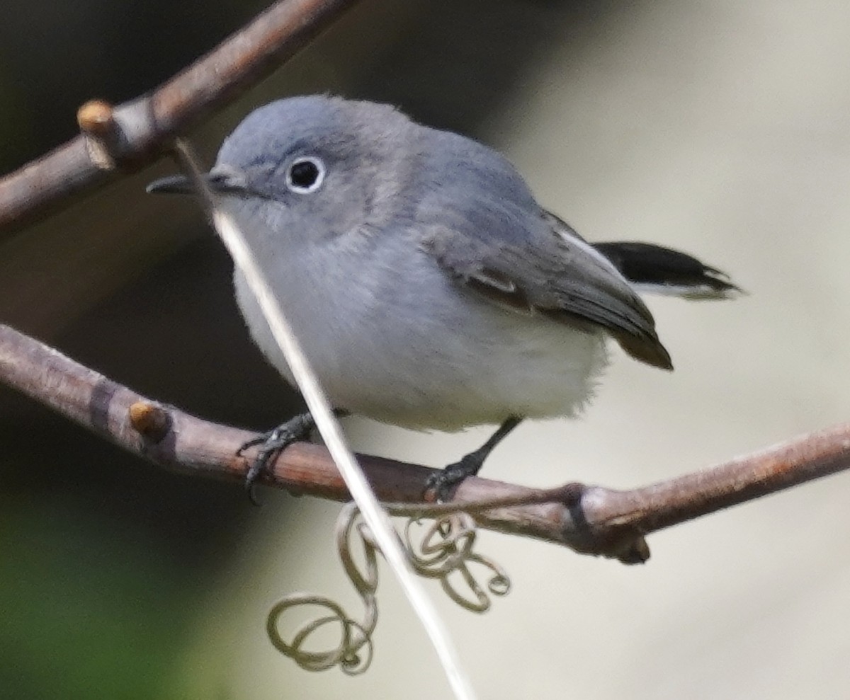 Blue-gray Gnatcatcher - ML437273131