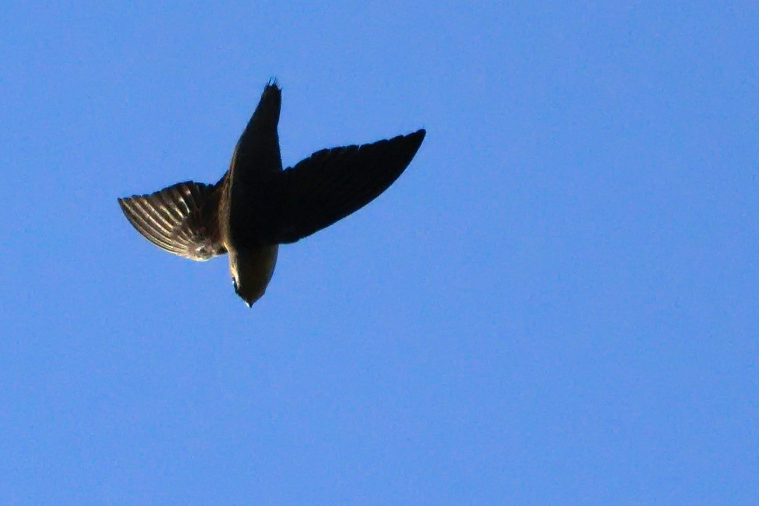 Chimney Swift - ML437273911